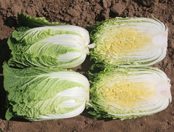 Грин Рокет F1 семена капусты пекинской (Takii / Таки)