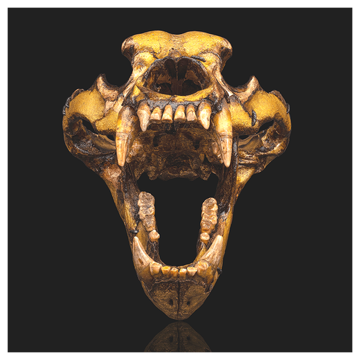 Артефакт «Череп пещерного медведя»