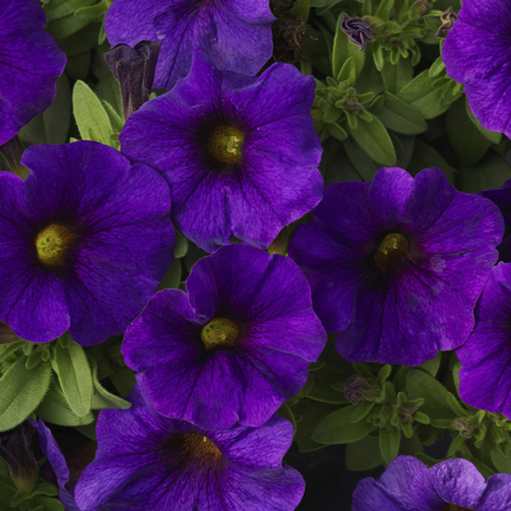 Петуния SUPERCAL BLUE PET