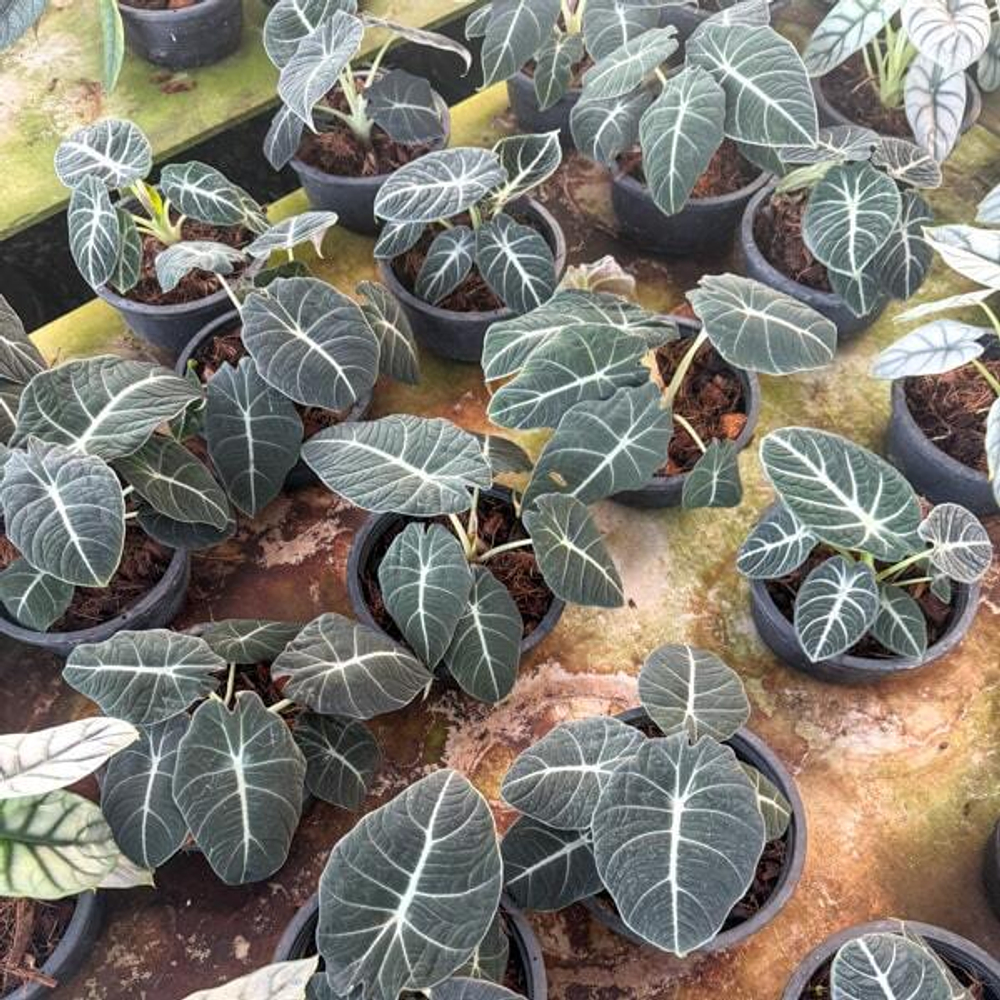 Алоказия REGINULA BLACK VELVET