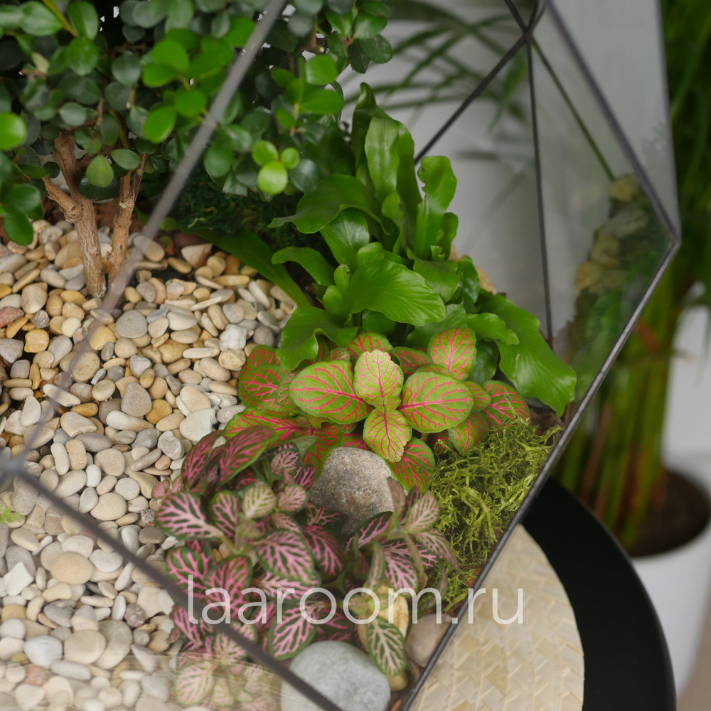 Готовый флорариум бонсай Мирсина Фаберже