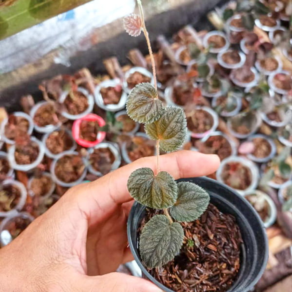 Перец 10 Тимика