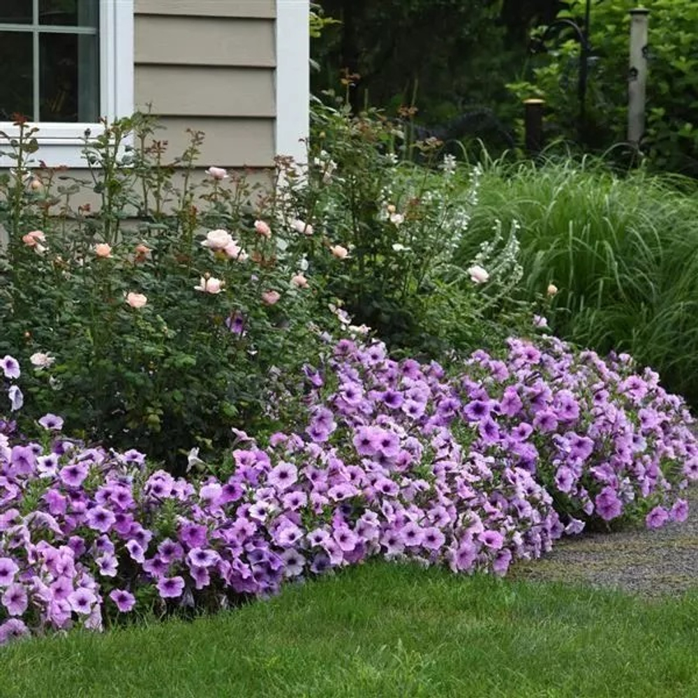 Петуния ампельная F1 Easy Wave Plum Vein