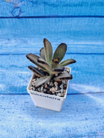 Kalanchoe Tomentosa Chocolate Soldier (Каланхоэ)