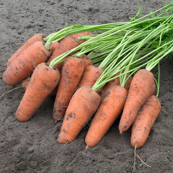 Кюрасао F1 семена моркови курода/шантане (Bejo / Бейо) – фото 2