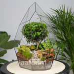 Флорариум бонсай Мирсина Айсберг