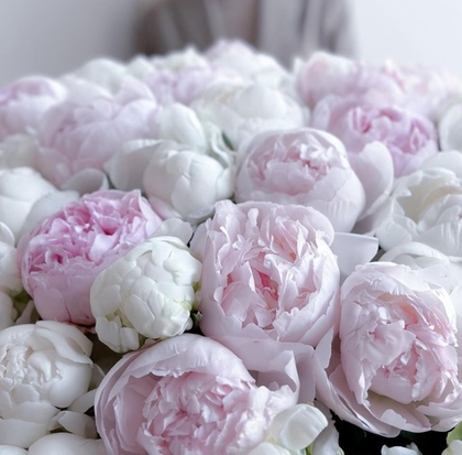 Море пионов