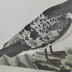 Зепп Ян Кристиан. Мэнский буревестник. Гравюра на меди, акварель. Амстердам. 1809 г.