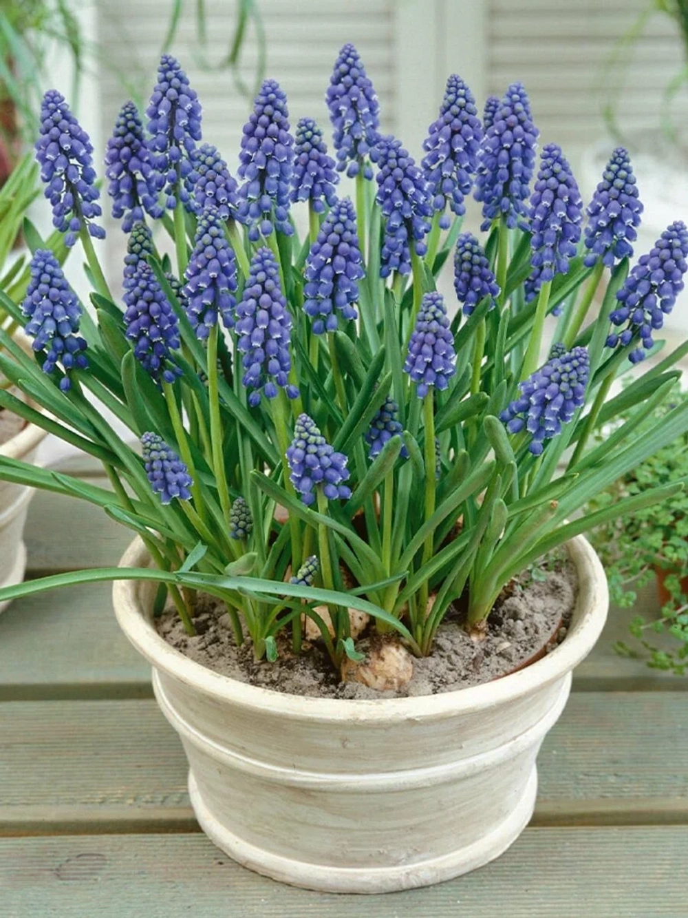 Мускари Арменикум Закупка М82 осень 2026