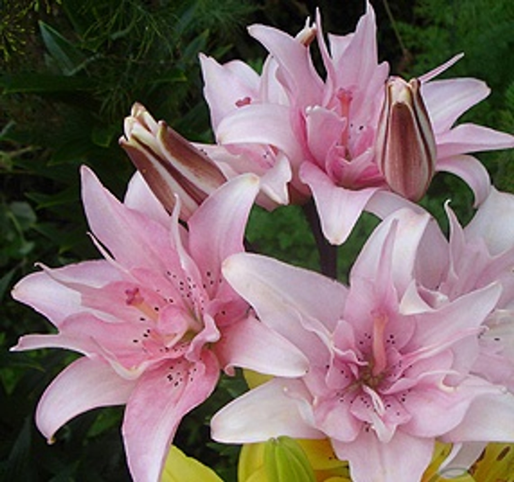 Лилия Бентли азиатская махровая