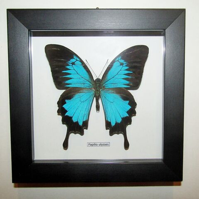 Бабочка Papilio ulysses в рамке