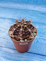 Gymnocalycium Friedrichii (Гимнокалициум)