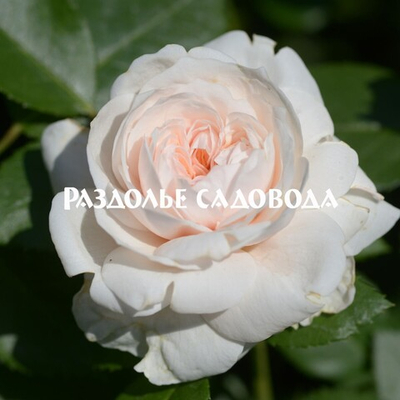 Роза плетистая Сабрина