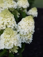 Гортензия метельчатая Шугар Раш