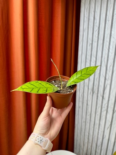 Хойя Калистофилла KAL16 1ст, D9см Н15см, 1шт, Urban Jungle