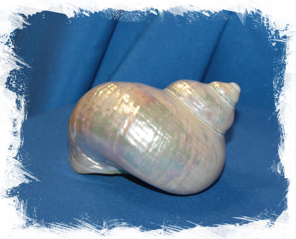 Императорский Тюрбан