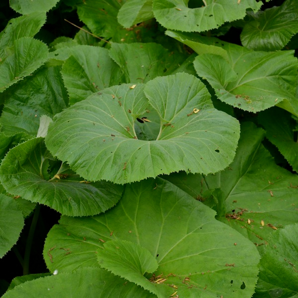 Белокопытник японский "Giganteus". Petasites japonicus "Giganteus".