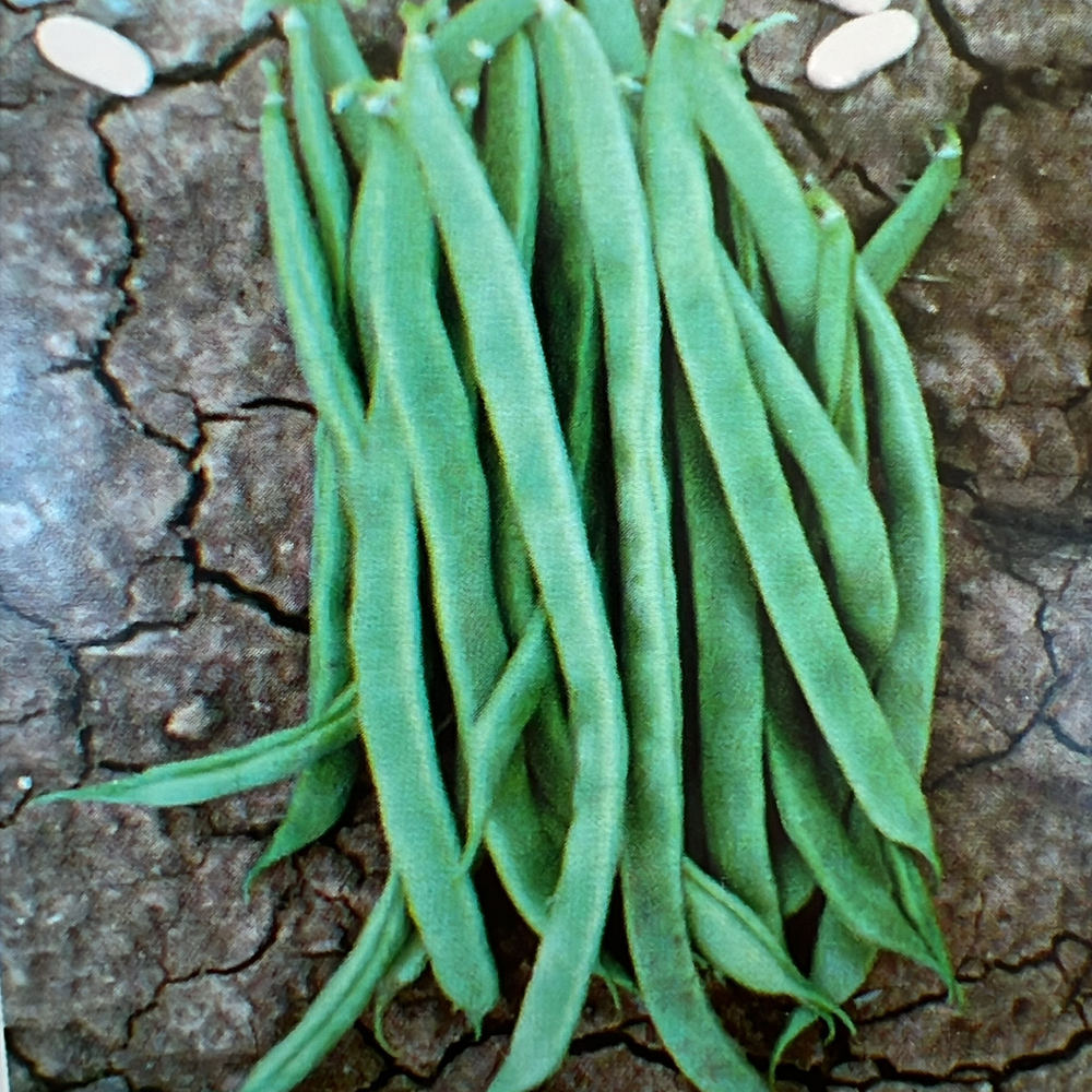 Фасоль спаржевая Денси / Densi 10шт.