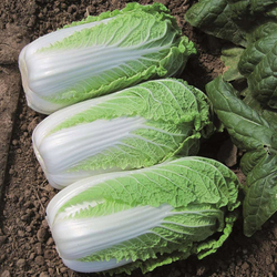 Капуста пекинская Эндуро F1 (50шт)  Витагрин Профи