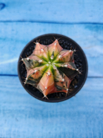 Gymnocalycium Variegata (Гимнокалициум Вариегатный)