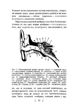 Слух и речь в свете современных физических исследований | С.Н. Ржевкин