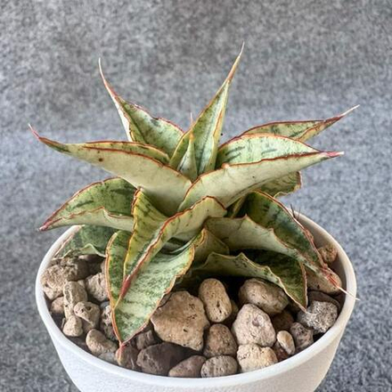 Сансевиерия SNOWFLAKE