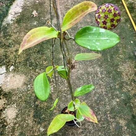 Хойя CINNAMOMIFOLIA