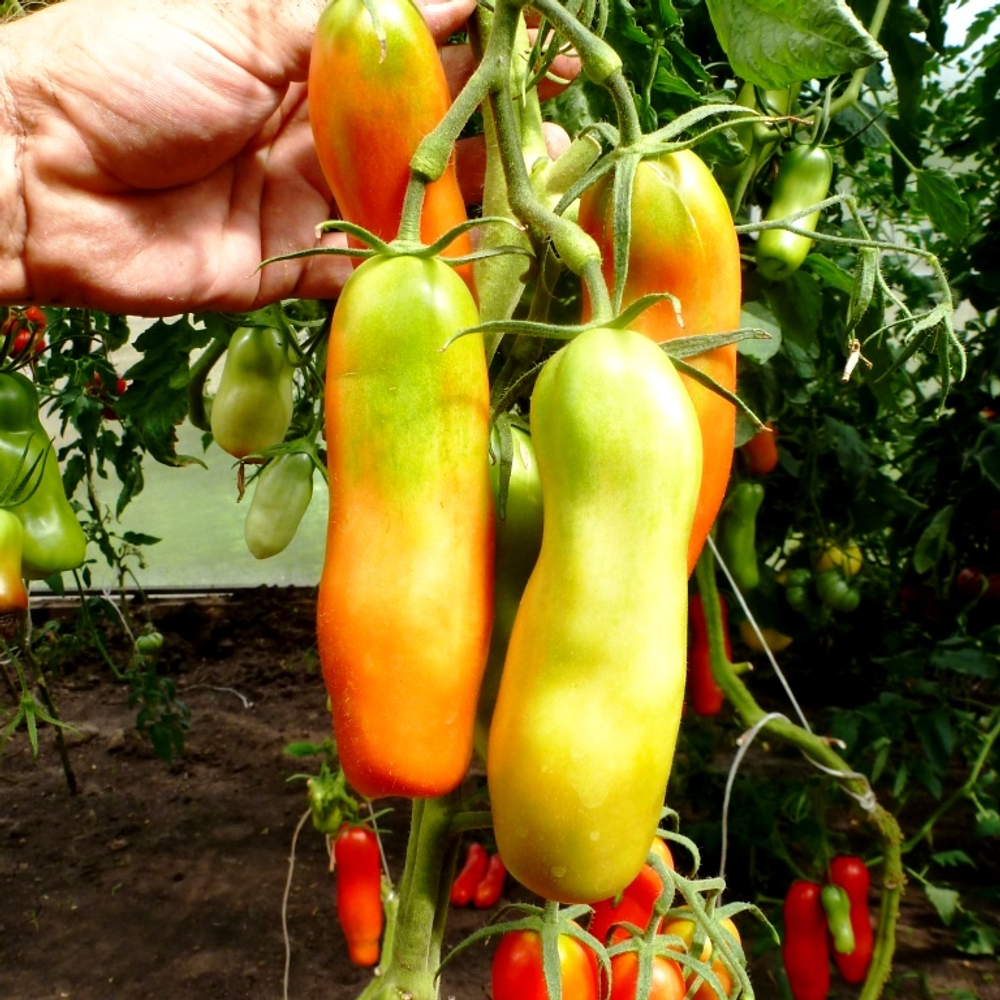 Помидоры - Аурия (Мужские)