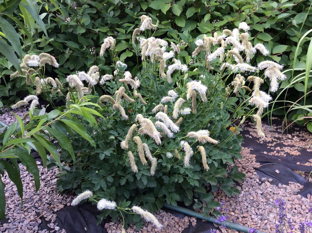 Кровохлебка Альба С2 Закупка М39 июнь 2026 Кровохлебка Альба С2 Закупка М39 июнь 2026