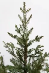 Ель Французская 260 см., литая хвоя+пвх, Black Box (74380)