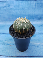 Astrophytum Asterias (Астрофитум)