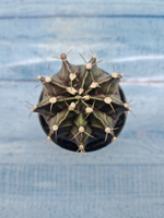 Gymnocalycium Mihanovichii black (Гимнокалициум)