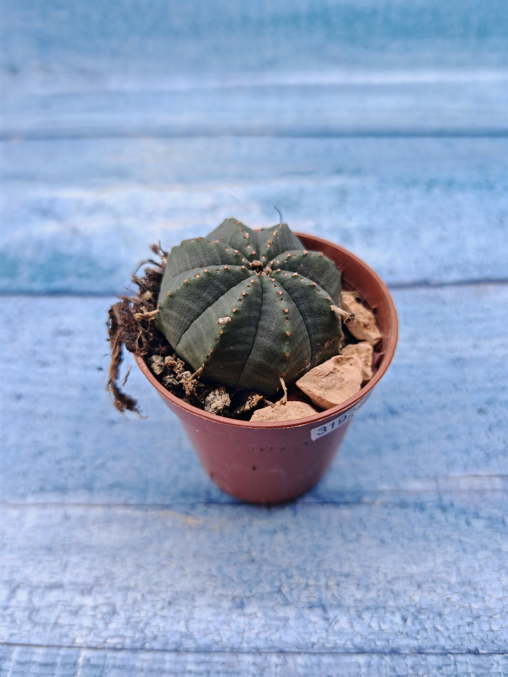 Euphoria Obesa (Эуфорбия)