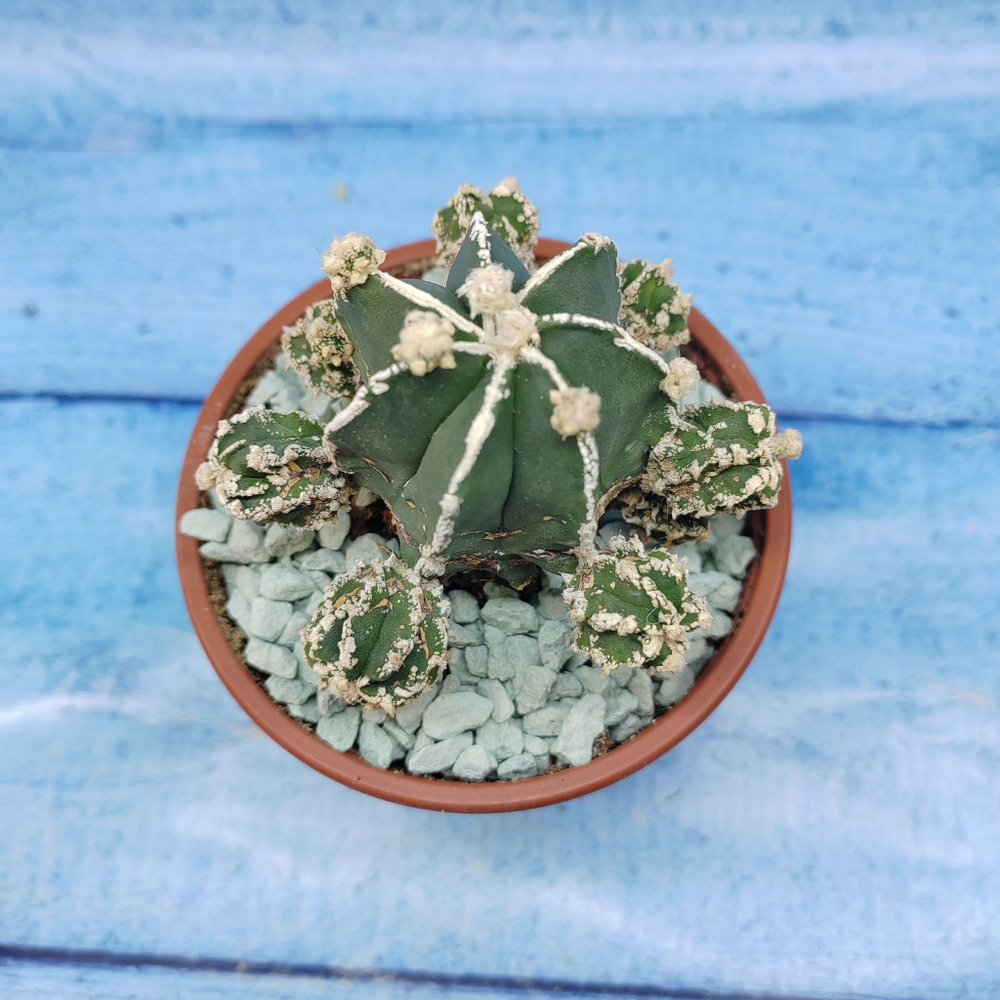 Astrophytum Myriostigma "Hakujo Fukuryu"  (Астрофитум)