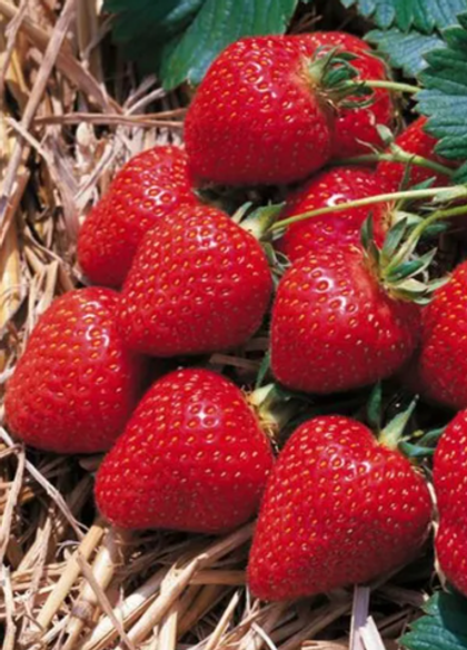 Земляника Крупноплодная Клери