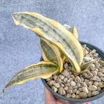 Сансевиерия SILVER CLONE VAR