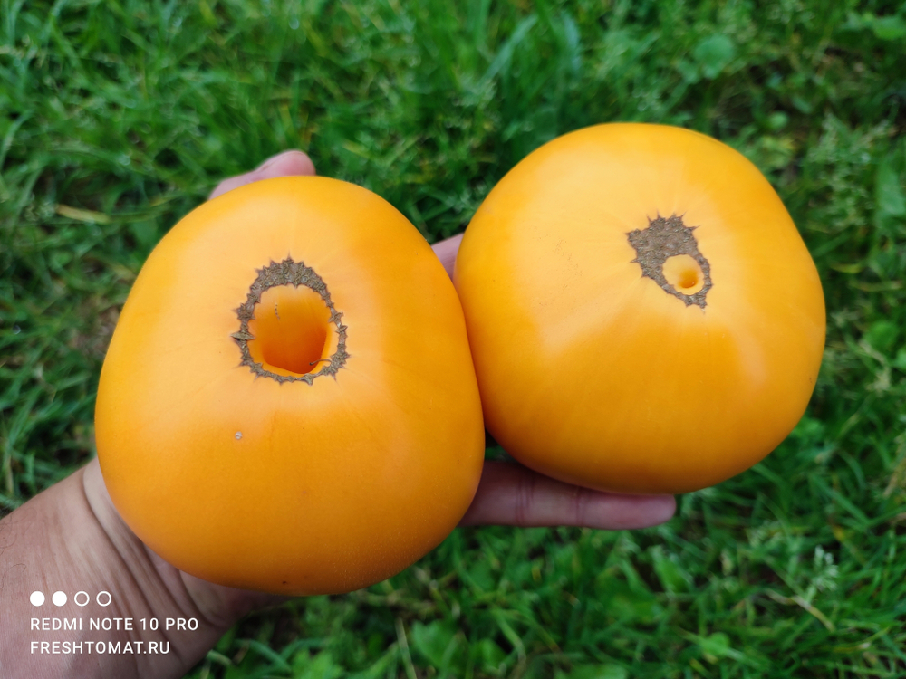 Оранжевый щербет Амишей (Amish Orange Sherbet) сорт томата