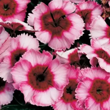 S3035 Гвоздика китайская Super Parfait Raspberry 5шт.