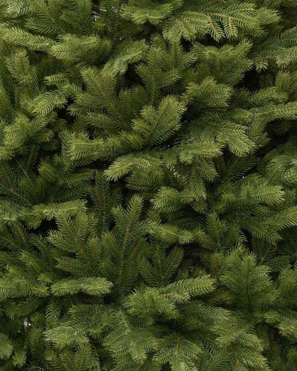 Искусственная елка Эрмитажная 240 см., 100% литая хвоя, ЕлкиТорг (94240)