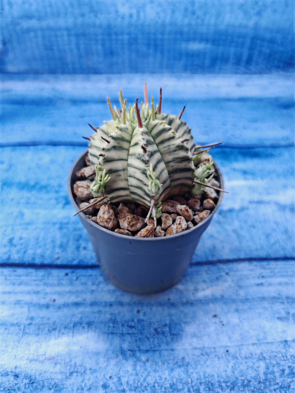 Euphorbia meloformis f. Variegated (Эуфорбия вариегатная)