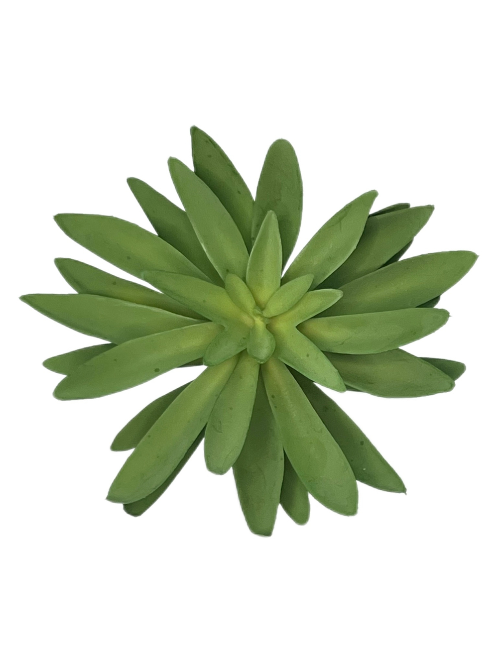 Суккулент 129 зеленый