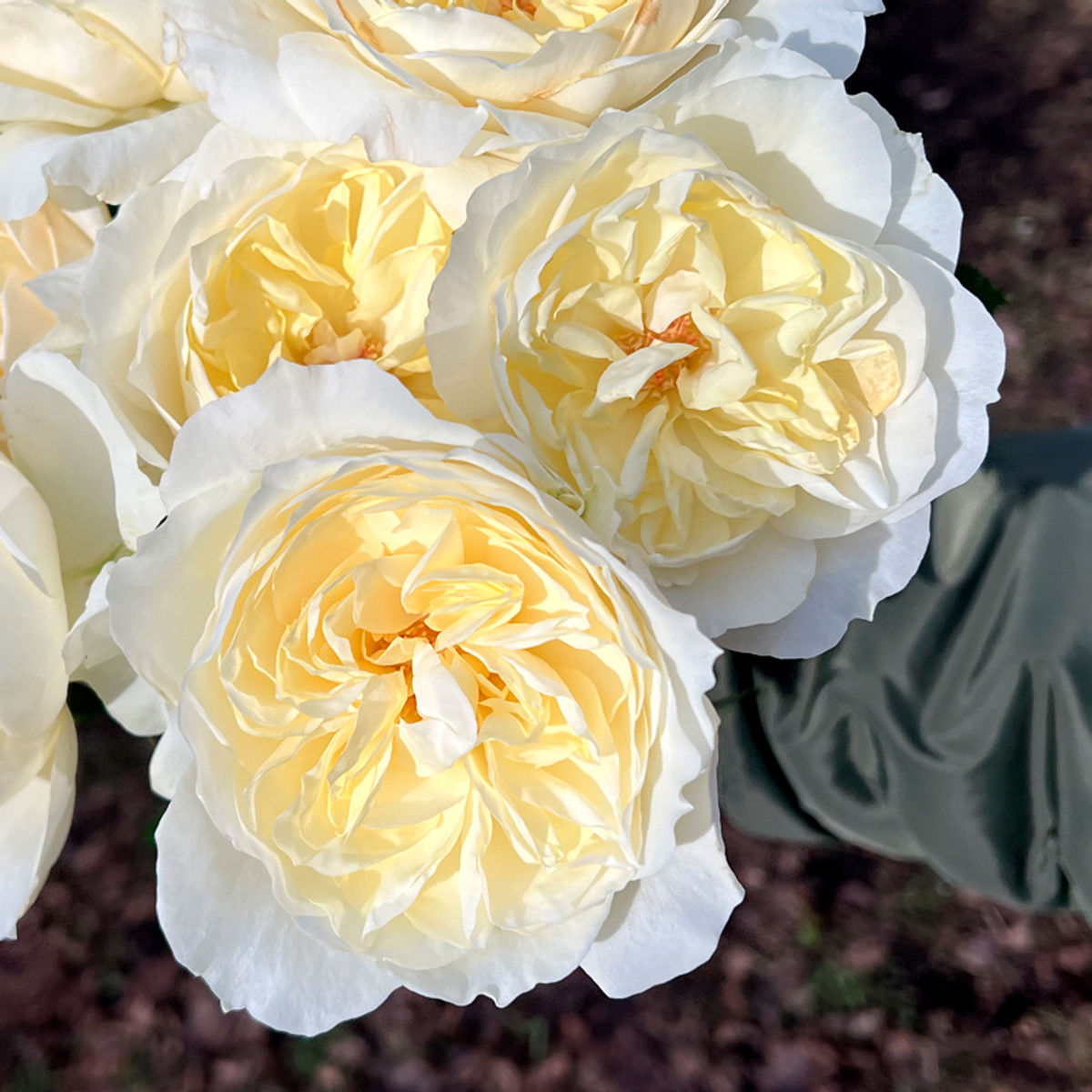 кусты для сада — сорт Розали Романтика — ароматная романтическая роза