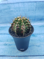 Gymnocalycium T-Rex Pink hybride (Гимнокалициум T-rex)
