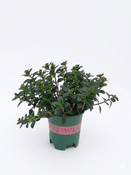 Ипомея Goldfish Plant д. 12