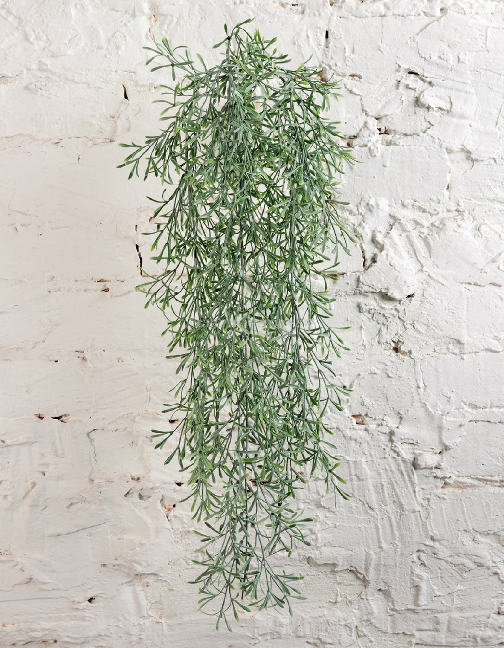 Аспарагус Шпренгера куст св. серый припылённый ампельный