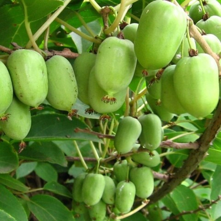 Актинидия аргута Киевская крупноплодная (2-летняя) Р9