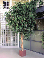 Фикус Бенджамина Гигантский