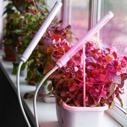 Светильник для растений на прищепке ЭРА FITO-20W-АLED-L полного спектра 12 Вт белый