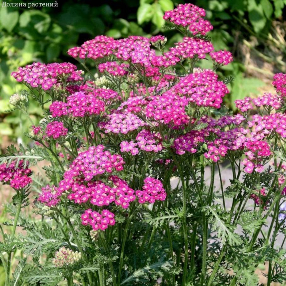 Тысячелистник обыкновенный Флауерберст Ред Шейдс