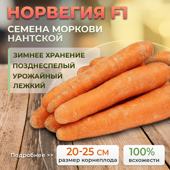 НОРВЕГИЯ_F1_семена_моркови_Bejo_Alexagro_культура